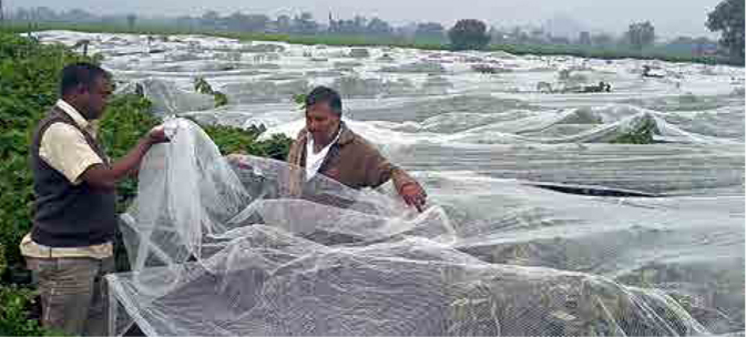 Dhondgavhan, Dist. Nashik: On Wednesday (Dec. 31) Sahebrao Purkar covered his vineyard with plastic to protect it from the rain.